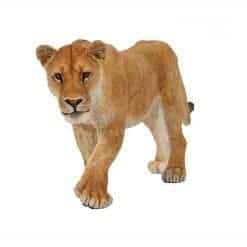 Lioness
