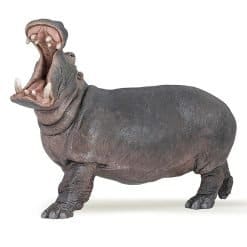 Hippopotamus