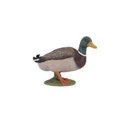 Mallard Duck