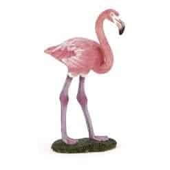 Greater Flamingo