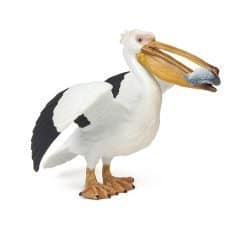 Pelican