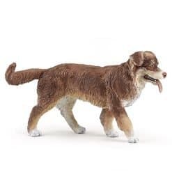 Australian Shepherd