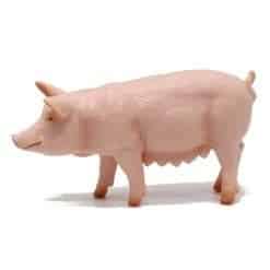 Pig