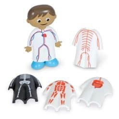 Brainkid Toys - Skill Builders Human Body 11 Skill Builders Human Body - Image 4