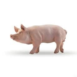 Farmyard Boar