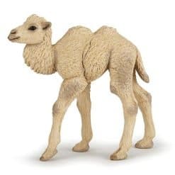 Wild Camel