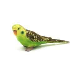 Wild Bagis Parrot