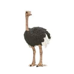 Wild Ostrich