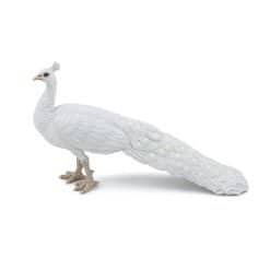 White Peacock